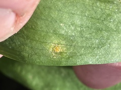 Puccinia sessilis