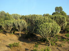 Euphorbia abyssinica