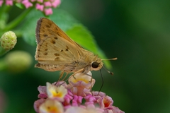 Polites vibex catilina