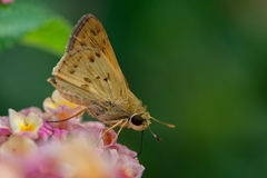 Polites vibex catilina