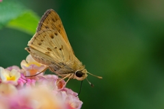 Polites vibex catilina