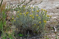 Helichrysum stoechas