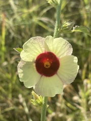 Hibiscus nigricaulis