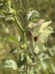 Hibiscus nigricaulis