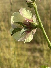 Hibiscus nigricaulis