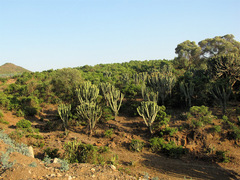 Euphorbia abyssinica