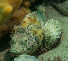 Yellowfin Scorpionfish photo 3