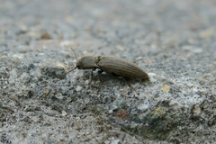 Agriotes lineatus