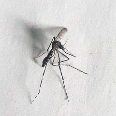 Aedes albopictus