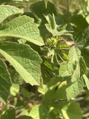 Hibiscus nigricaulis