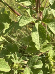 Hibiscus nigricaulis