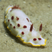Goniobranchus splendidus - Photo (c) peterdavey, μερικά δικαιώματα διατηρούνται (CC BY-NC), uploaded by peterdavey