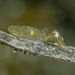 Idiosepiidae - Photo (c) peterdavey, algunos derechos reservados (CC BY-NC), subido por peterdavey