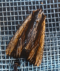 Apamea verbascoides
