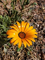 Dimorphotheca sinuata