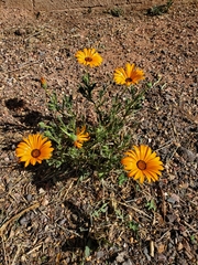 Dimorphotheca sinuata