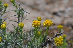 Helichrysum stoechas