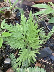 Selaginella plana