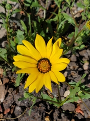 Dimorphotheca sinuata