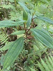 Miconia sintenisii