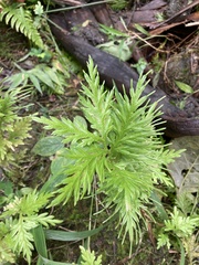 Selaginella plana