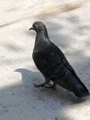 Columba livia