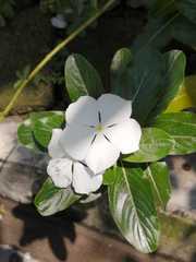 Catharanthus roseus
