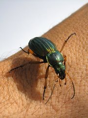 Carabus auratus