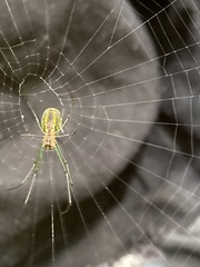 Leucauge regnyi