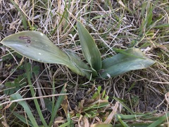 Ophrys apifera