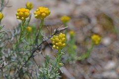 Helichrysum stoechas