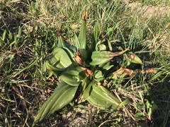 Himantoglossum hircinum