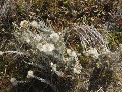 Senecio patagonicus