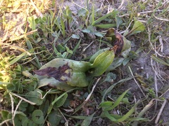 Himantoglossum hircinum