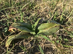 Himantoglossum hircinum