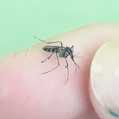 Aedes albopictus