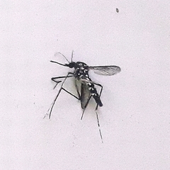 Aedes albopictus