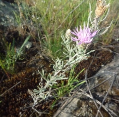 Centaurea besseriana
