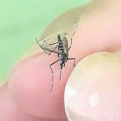 Aedes albopictus