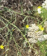 Chondrilla latifolia