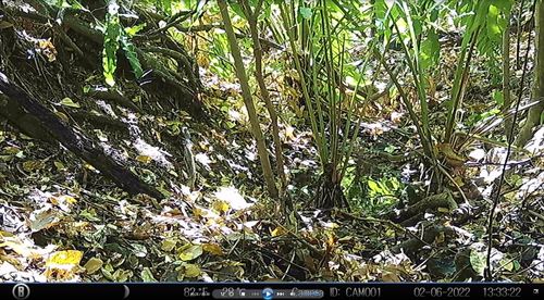 Falcon indigo snake