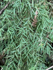 Arthrostylidium
