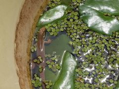 Ameiva bifrontata divisa