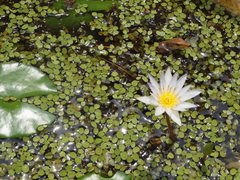 Ameiva bifrontata divisa