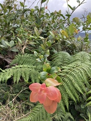 Vaccinium racemosum