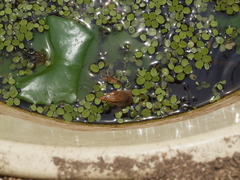 Ameiva bifrontata divisa