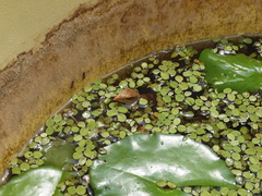 Ameiva bifrontata divisa