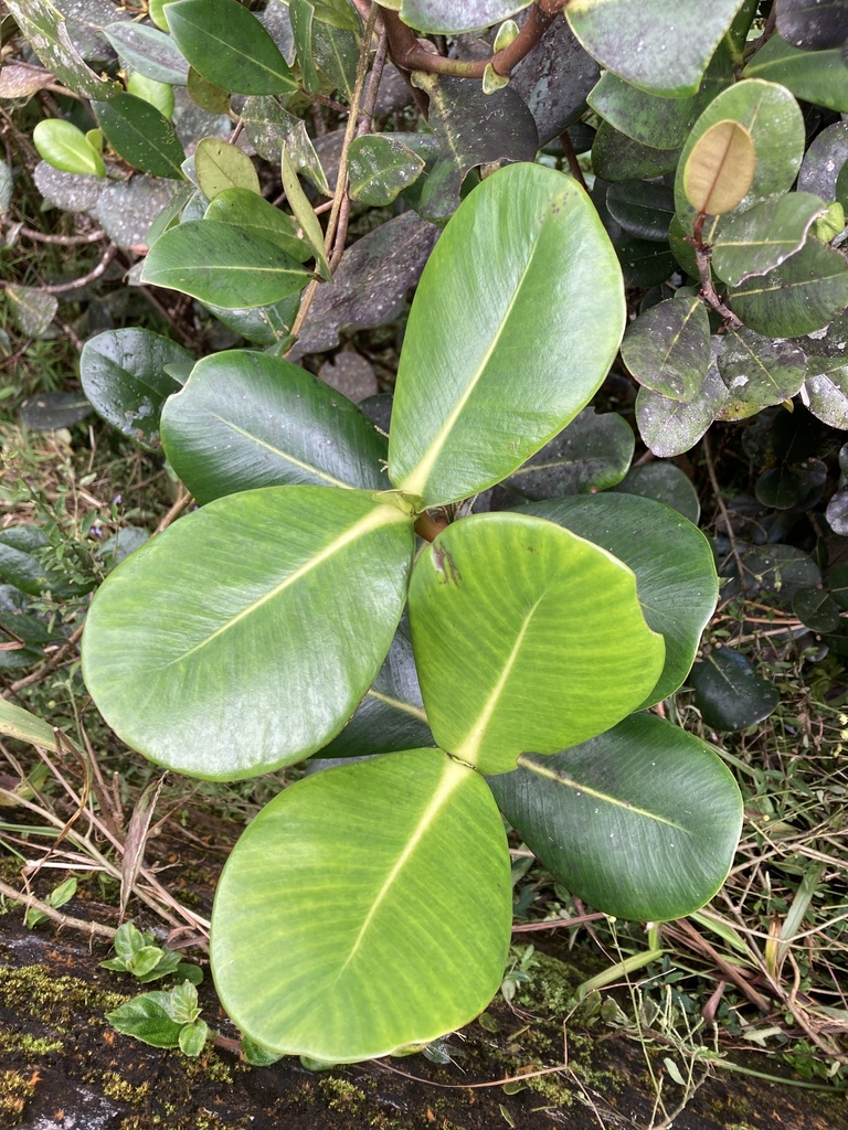 cupeillo