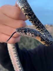 Hemorrhois hippocrepis