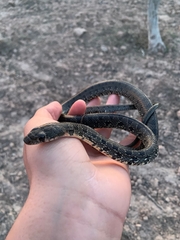 Hemorrhois hippocrepis